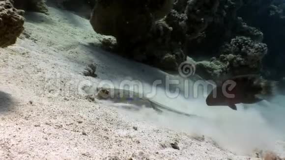 蓝斑黄貂鱼视频的预览图