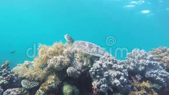 热带海洋中的海龟视频的预览图