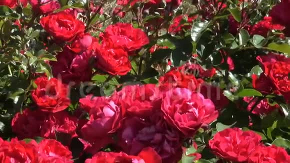 花园里的红玫瑰盛开在植物园里视频的预览图