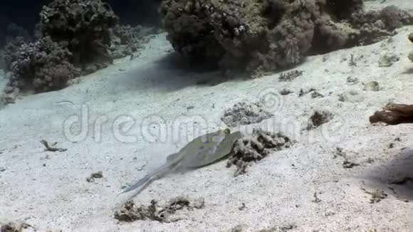 蓝色黄貂鱼太尼拉鲁玛水下红海视频的预览图