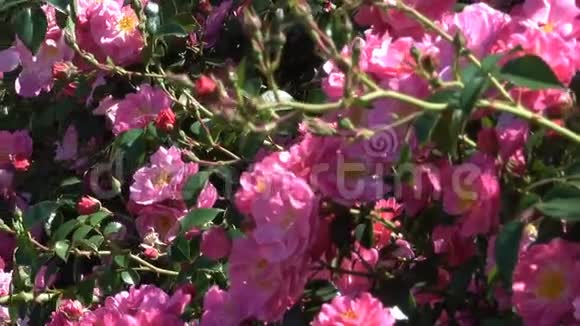 花园里的红玫瑰盛开在植物园里视频的预览图