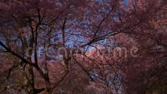 春天公园的樱花树视频的预览图
