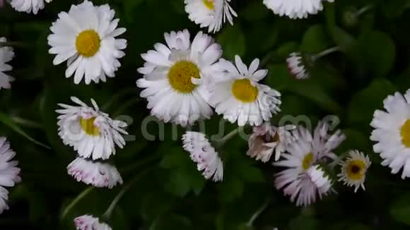 在花坛上生长的雏菊视频的预览图