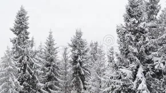 冬季冷杉树特写视频的预览图