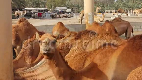 巴林的骆驼农场视频的预览图