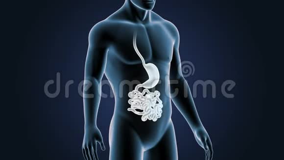 胃小肠在人体中的位置视频的预览图