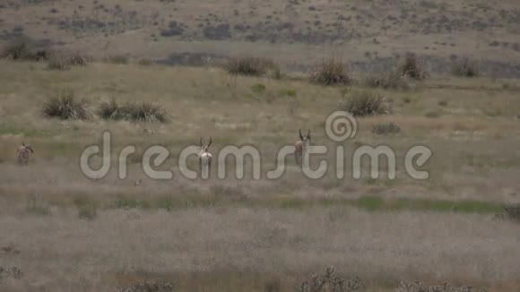 叉角羚羊的车辙视频的预览图