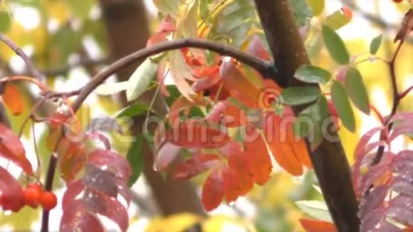 秋天的树枝上有浆果红色的在风中摇曳视频的预览图