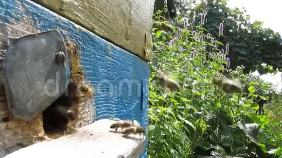 蜜蜂在蜂巢入口附近的活动视频的预览图