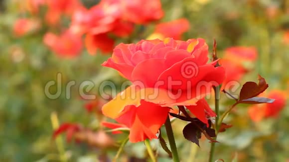 美丽的粉红色玫瑰在花园里视频的预览图