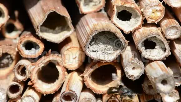 在春天野蜂奥斯米娅比科尼斯在一家昆虫旅馆的庇护箱前飞翔竹木制成的树干视频的预览图