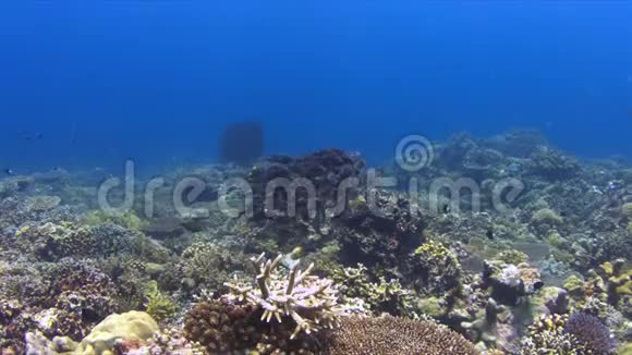 带条纹大眼霜的珊瑚礁4k视频的预览图