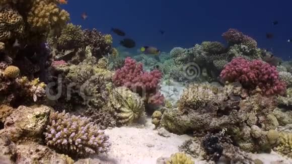 红海海底背景珊瑚上的鱼群视频的预览图