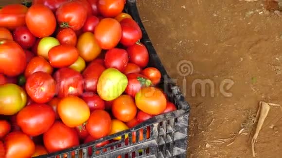 越南拉姆省达拉特市番茄园视频的预览图
