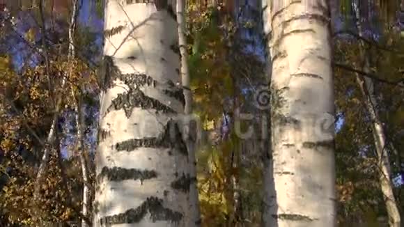 金秋白桦树树干视频的预览图