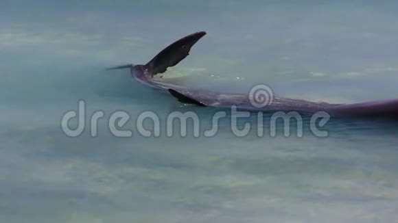 海洋和两只海豚慢动作视频的预览图