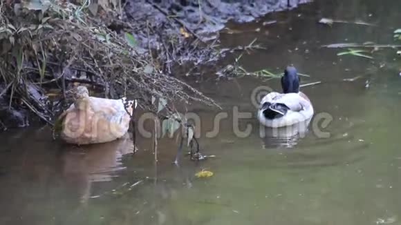 池塘里的绿头鸭视频的预览图