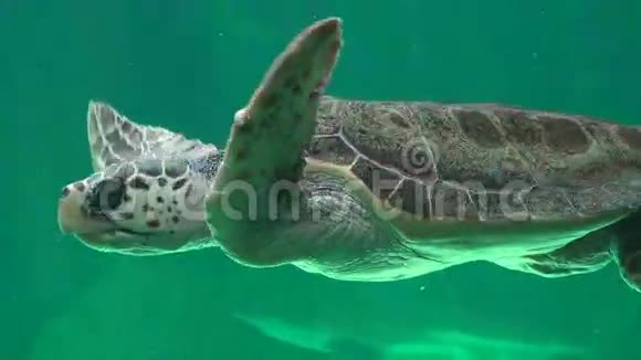 海龟和爬行动物视频的预览图