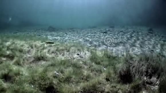 费尔斯坦塞湖水下景观中的树木和草地碎片视频的预览图