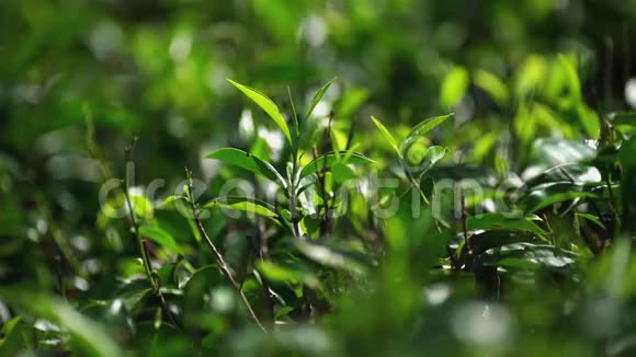 2016年1月在斯里兰卡的NuwaraEliya种植园采摘茶叶视频的预览图
