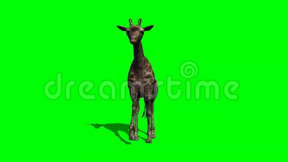 长颈鹿用阴影绿色屏幕行走视频的预览图