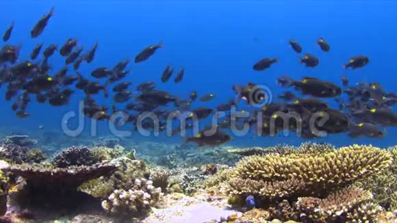 带条纹大眼霜的珊瑚礁4k视频的预览图