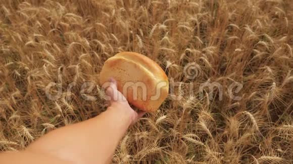 人在麦田里捧着一个金色的面包慢动作视频小麦领域的成功农学家生活方式视频的预览图