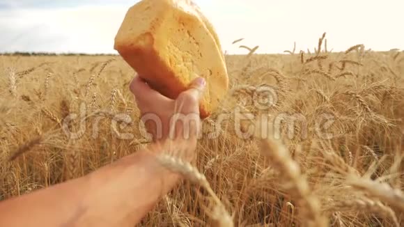 人类在麦田里拿着面包慢动作生活方式视频小麦领域的成功农学家收获时间视频的预览图