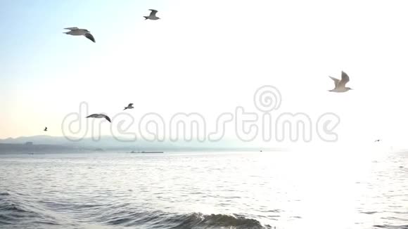 鸟兽海鸥在明亮的蓝天上飞翔视频的预览图
