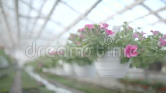 跟踪拍摄花卉植物视频的预览图