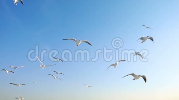 鸟兽海鸥在明亮的蓝天上飞翔视频的预览图