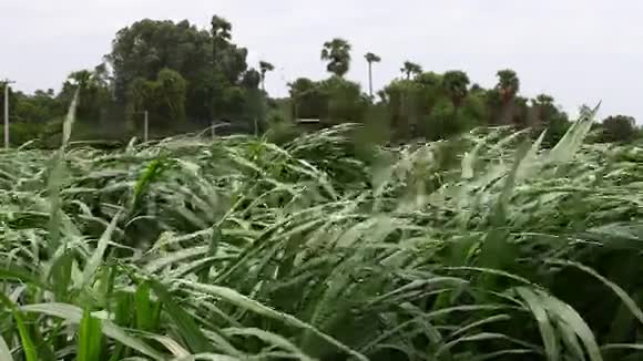 绿田形成印度的土地视频的预览图