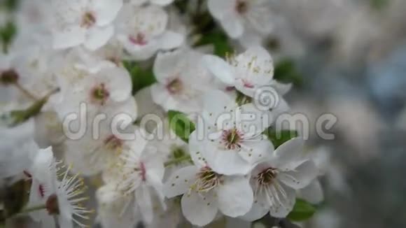花园里的樱桃树视频的预览图