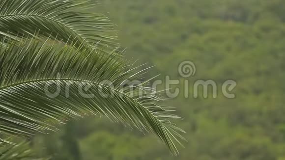 一棵棕榈树的枝条视频的预览图