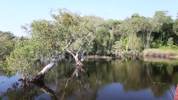 河流和森林视频的预览图