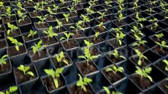 番茄幼苗生长在温室里视频的预览图