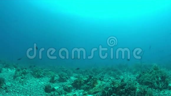 珊瑚礁与白尖礁鲨鱼视频的预览图