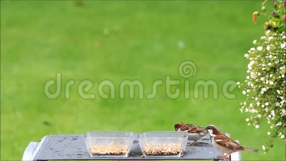 为花园里的野鸟提供食物视频的预览图