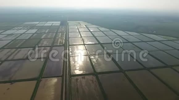 稻田被水淹了泛滥的稻田田间水稻生长的农艺方法视频的预览图