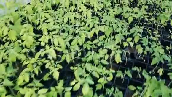 番茄幼苗生长在温室里视频的预览图