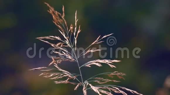 秋天的风景植物视频的预览图