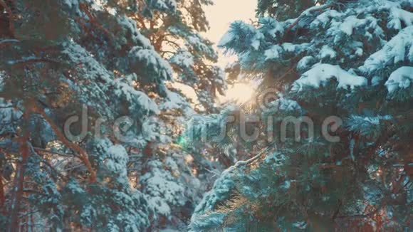 日落时松树枝阳光照射冬季景观冬天松松阳光林中的雪阳光运动视频的预览图