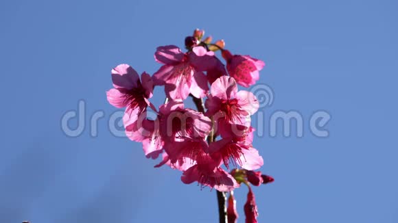 蓝天背景下的粉色樱花视频的预览图