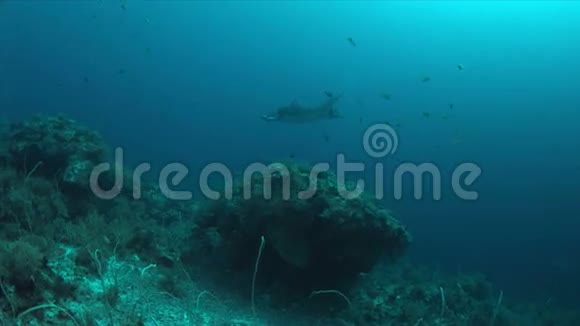 珊瑚礁上的曼塔射线4k视频的预览图