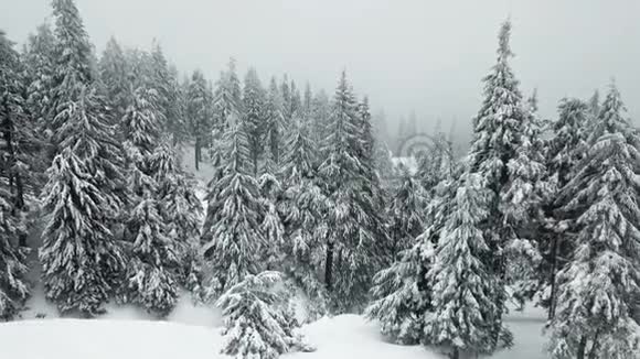 用白雪覆盖的圣诞树俯瞰道路视频的预览图