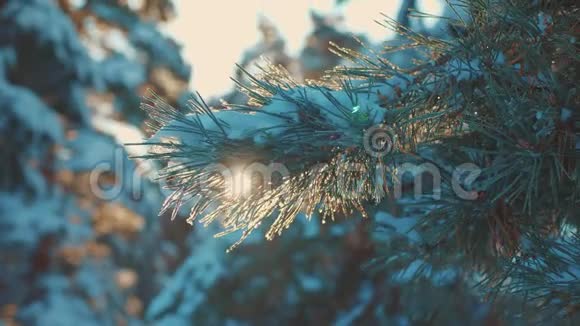 日落时松树枝阳光照射冬季景观冬天松松阳光林中的雪阳光运动视频的预览图