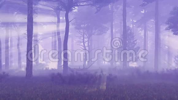 黄昏时分雾和魔法松林视频的预览图