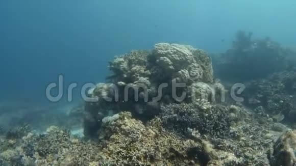 蓝色水下珊瑚礁视频的预览图