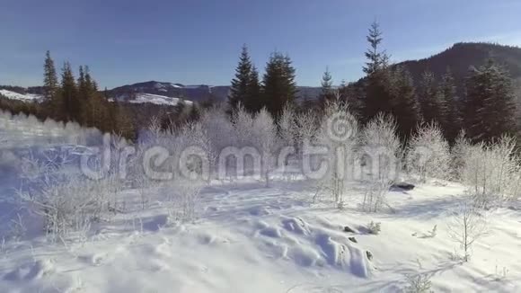 冬天飞越森林视频的预览图
