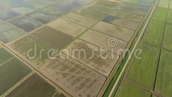 稻田被水淹了泛滥的稻田田间水稻生长的农艺方法视频的预览图